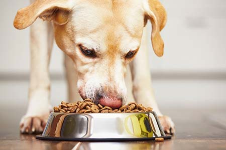 Ração para cães de diversas idades ração para cães de diversas idades
