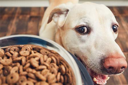 Ração para cães ração para cães