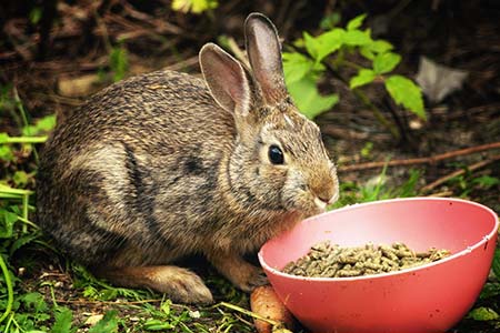 Ração para coelhos ração para coelhos