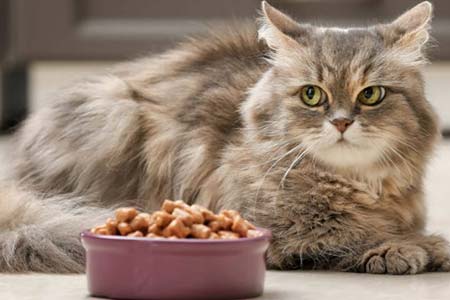 Ração para gatos ração para gatos