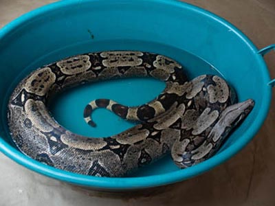Cobras Cobras