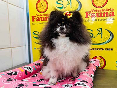 Cães Cães