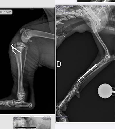 cirurgia veterinária raio-x