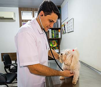 Dr. Marcos Melero Jr. Dr. Marcos Melero Jr