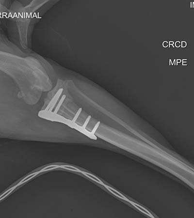 cirurgia veterinária raio-x