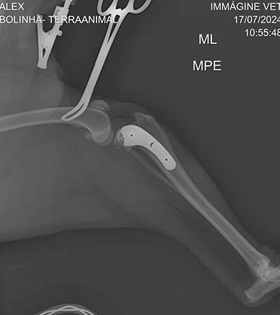 cirurgia veterinária raio-x