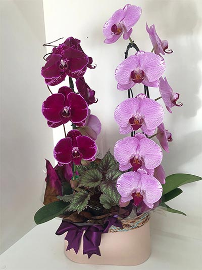 Coquetel de Orquídeas