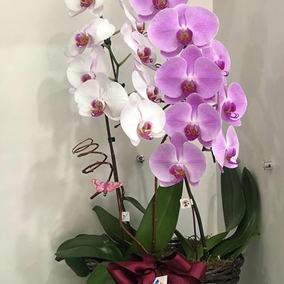 coquetel de orquídeas