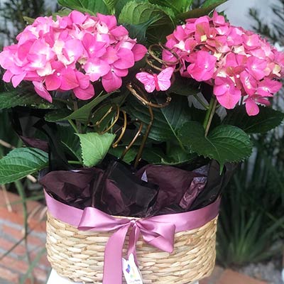 hortênsias