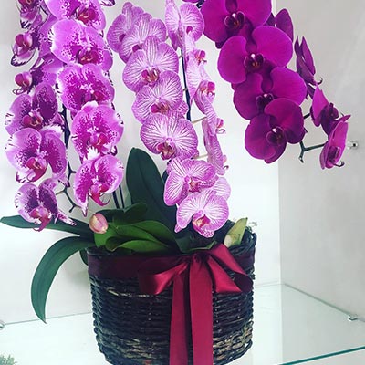 orquídeas