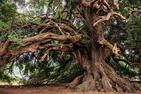 corte de árvore extração de raiz