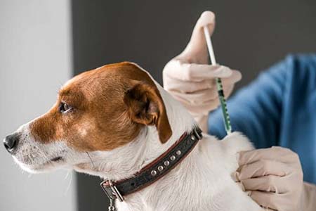 Vacinação com controle de carteira e orientação vacinação de animais