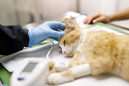 Internação para monitoramento e tratamento intensivo internaçãode pets