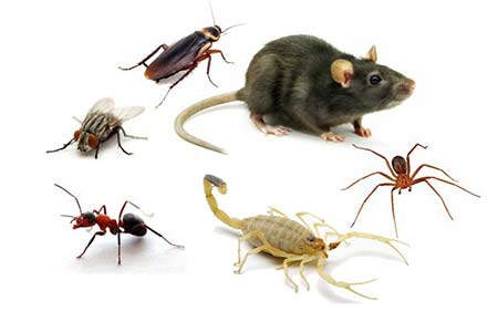pragas urbanas pragas urbanas
