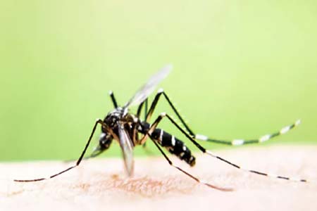 controle de mosquitos e pernilongos eliminar mosquitos