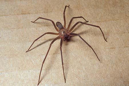 controle de aranhas matar aranhas