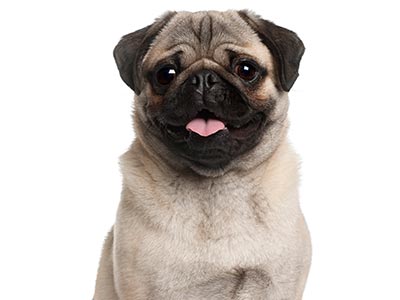 Cão Cão