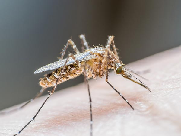 Vacina para Dengue, febre amarela, Herpes Zoste, HPV e outras doenças