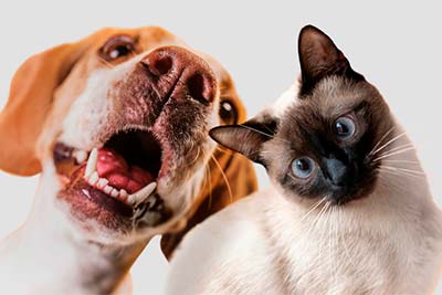 Pet friendly Pet friendly