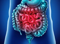 intestinos intestinos