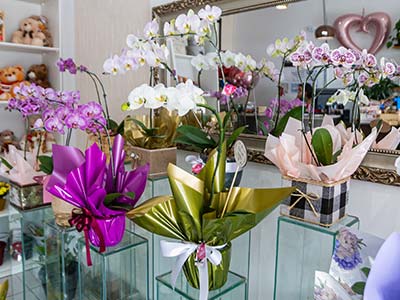 arranjos de orquídeas