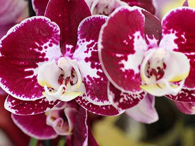 orquídeas