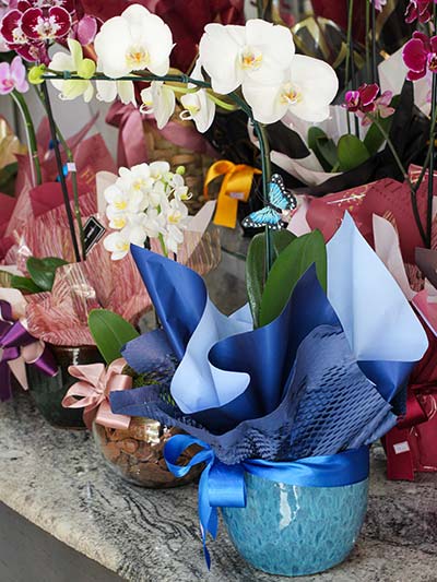 orquídeas brancas