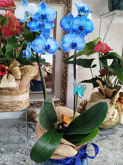orquídea azul para presentear