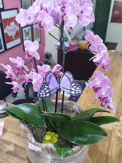 orquídea para presente