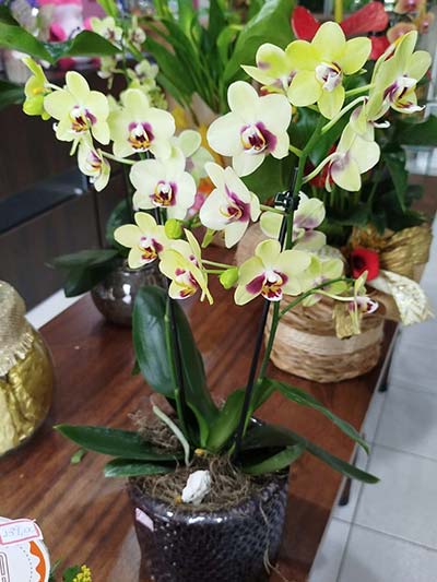 orquídea vaso esmaltado