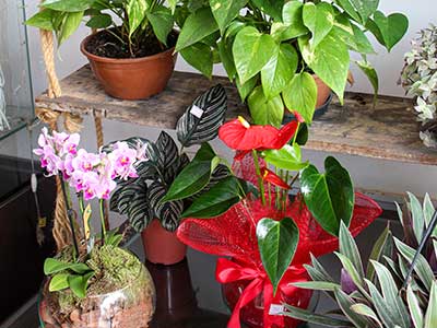 vaso de plantas