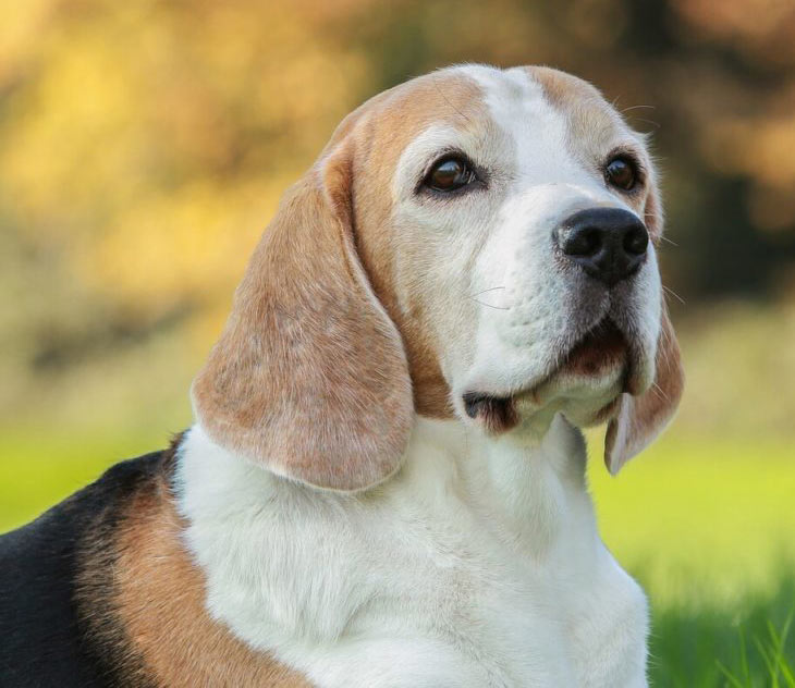 cães cães