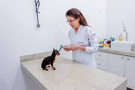 atendimento veterinário atendimento veterinário