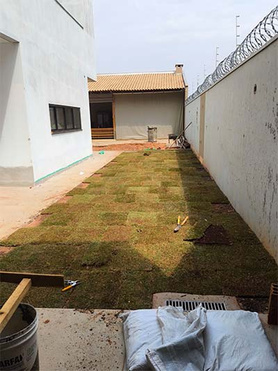 Preparação, plantação e cultivo de Grama Esmeralda cultivo de grama esmeralda