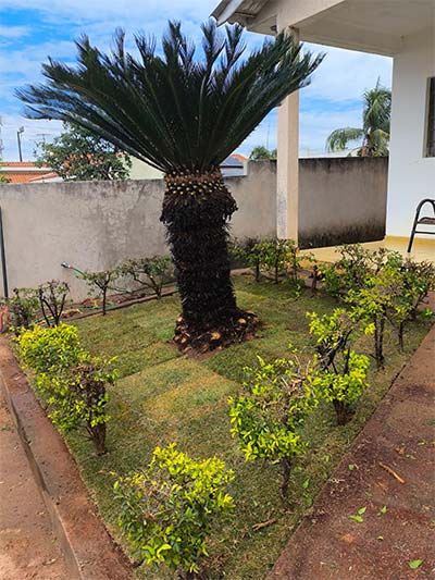 Preparação, plantação e cultivo de Grama Esmeralda grama esmeralda