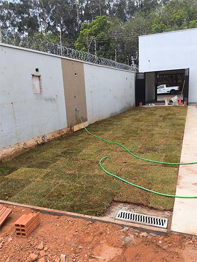 Preparação, plantação e cultivo de Grama Esmeralda grama esmeralda