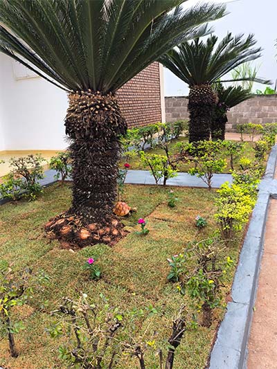 Preparação, plantação e cultivo de Grama Esmeralda grama esmeralda