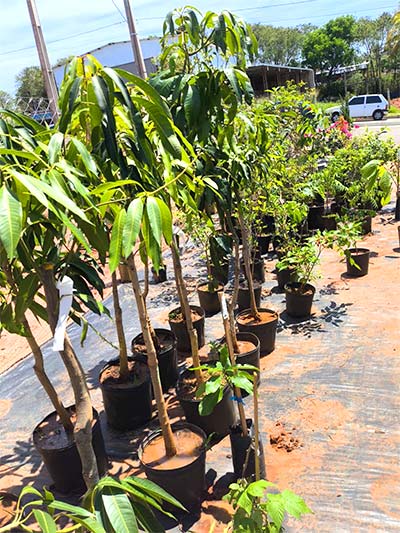 Mudas frutíferas e ornamentais de diversas espécies? mudas