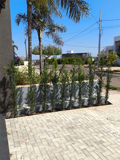 Manutenção de jardim e gramados manutenção de jardim em área externa