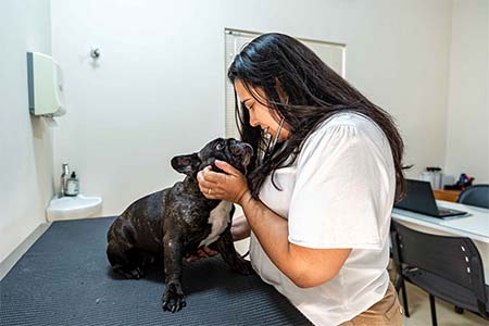 consulta veterinária