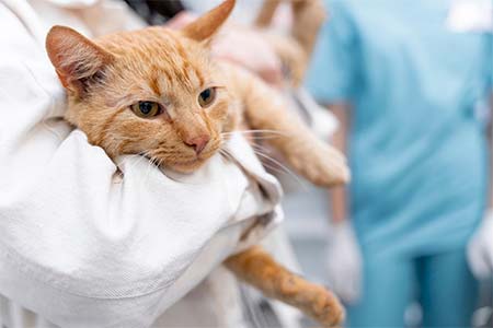 internação de cães e gatos