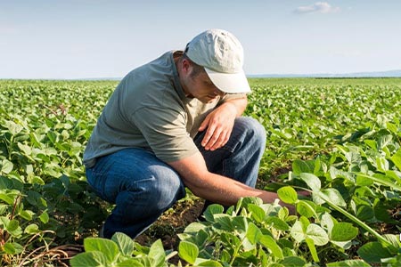 curso de agronomia curso de agronomia