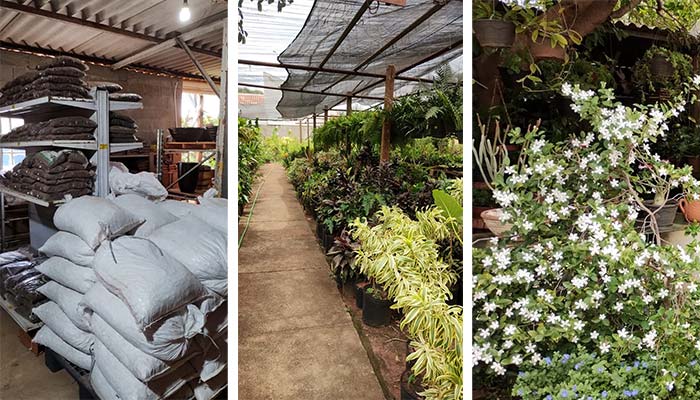 viveiro de plantas