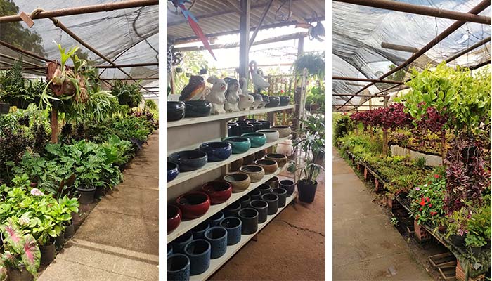mudas de plantas