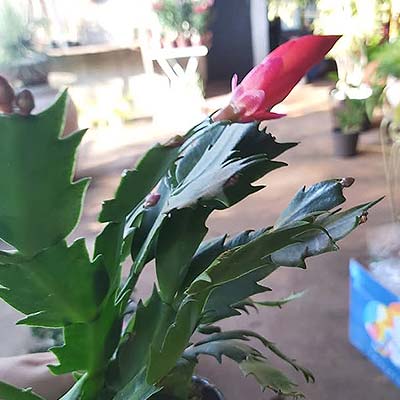 flor de maio
