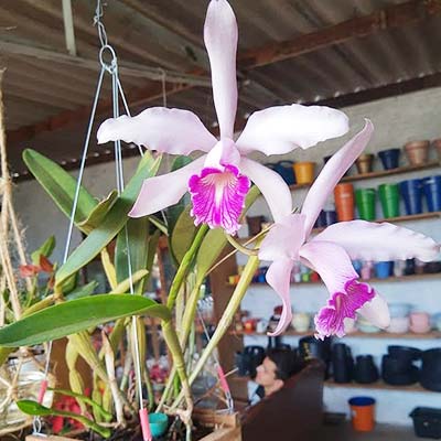 orquidea cattleya