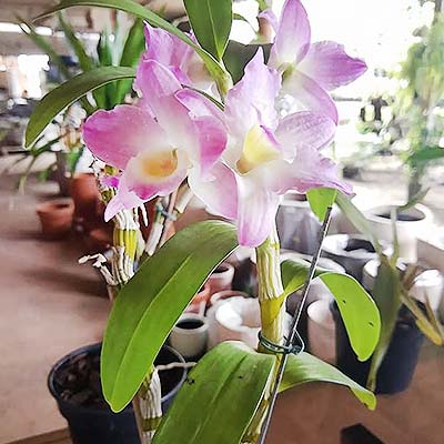 orquídea dendrobium