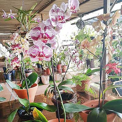 orquídea phalaenopsis