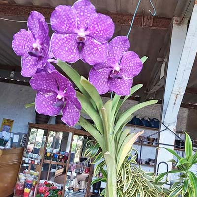 orquídeas vanda