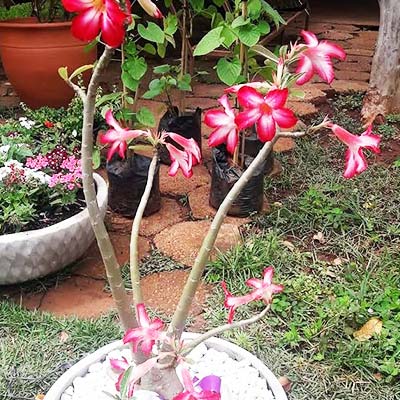 rosa do deserto